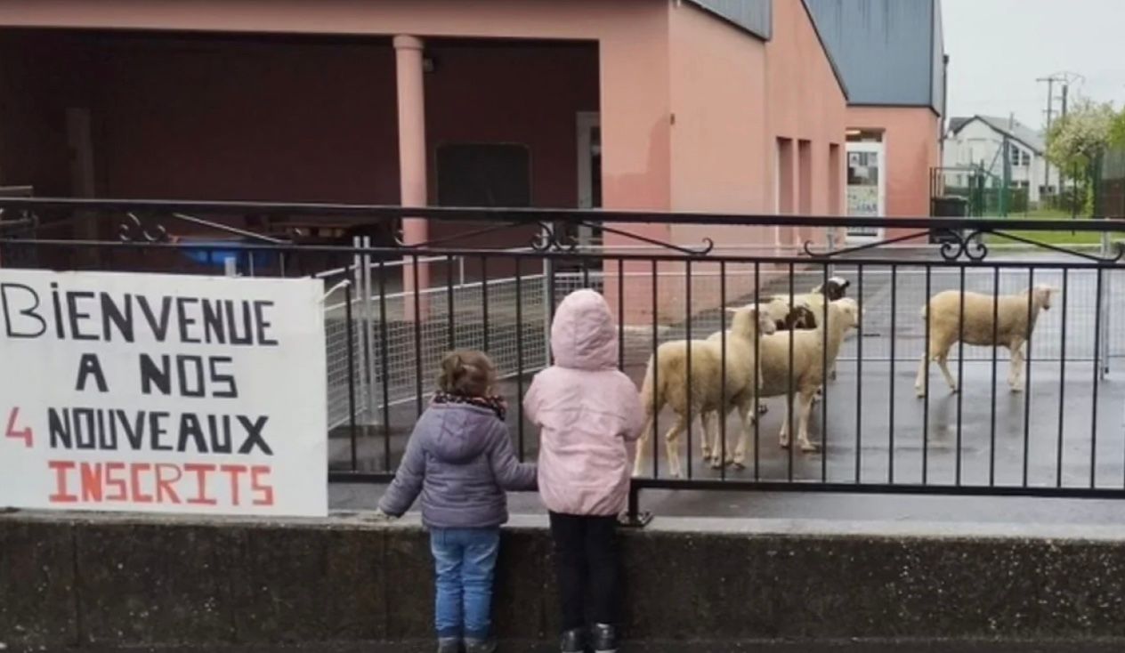 Во Франции овцы "пойдут" в школу вместе с детьми