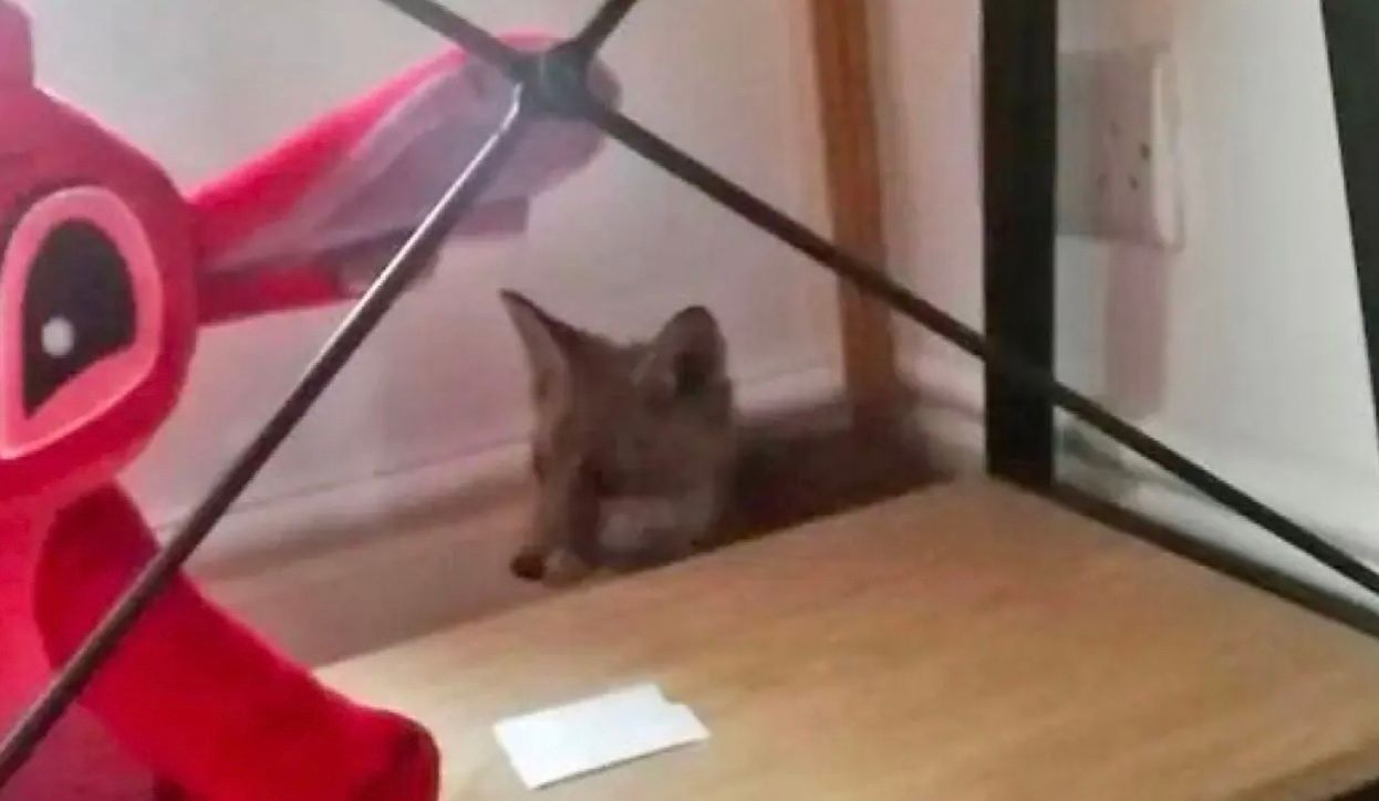 Женщина случайно узнала, что жила в одной комнате с лисой Женщина случайно узнала, что жила в одной комнате с лисой