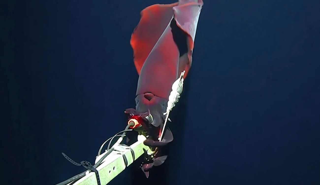 Учені записали момент атаки величезного кальмара на жертву