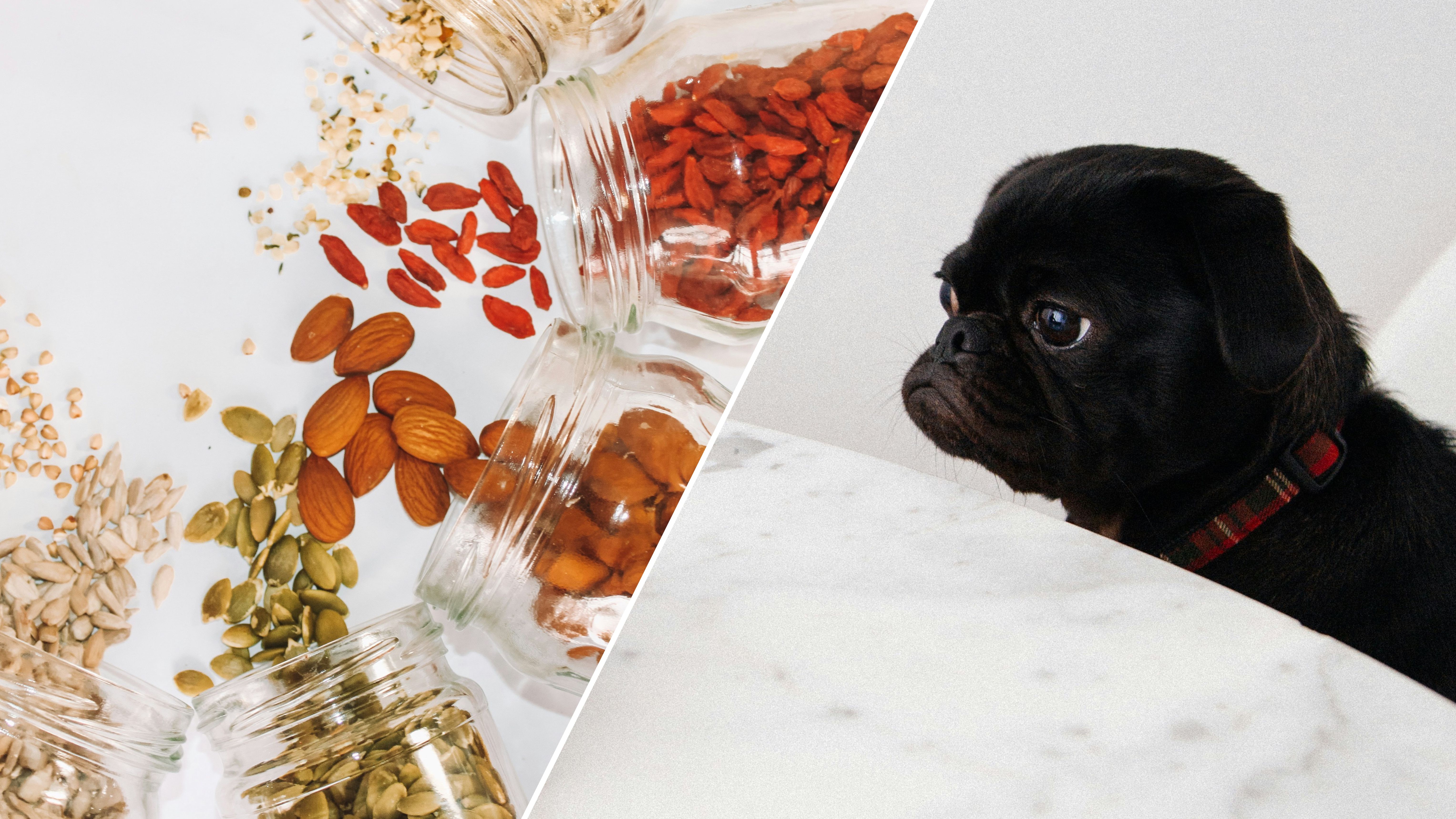 Можно ли собакам орехи Можно ли собакам орехи