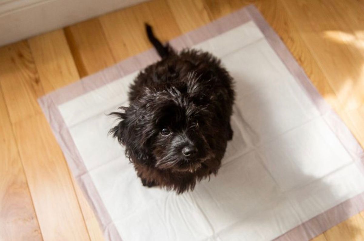 Як привчити цуценя до туалету Як привчити цуценя до туалету