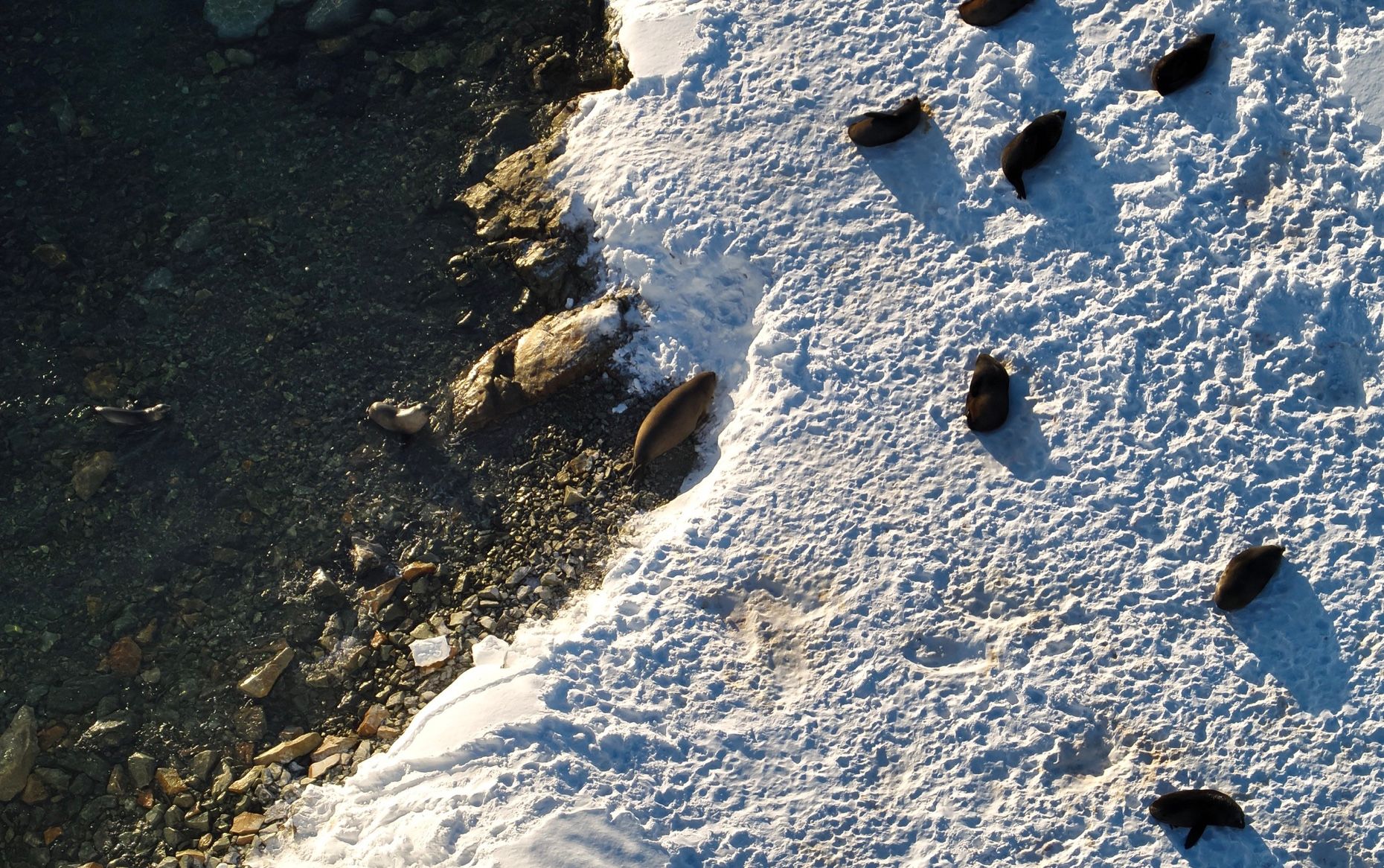 Українські полярники розповіли про дивовижних сусідів Українські полярники розповіли про дивовижних сусідів