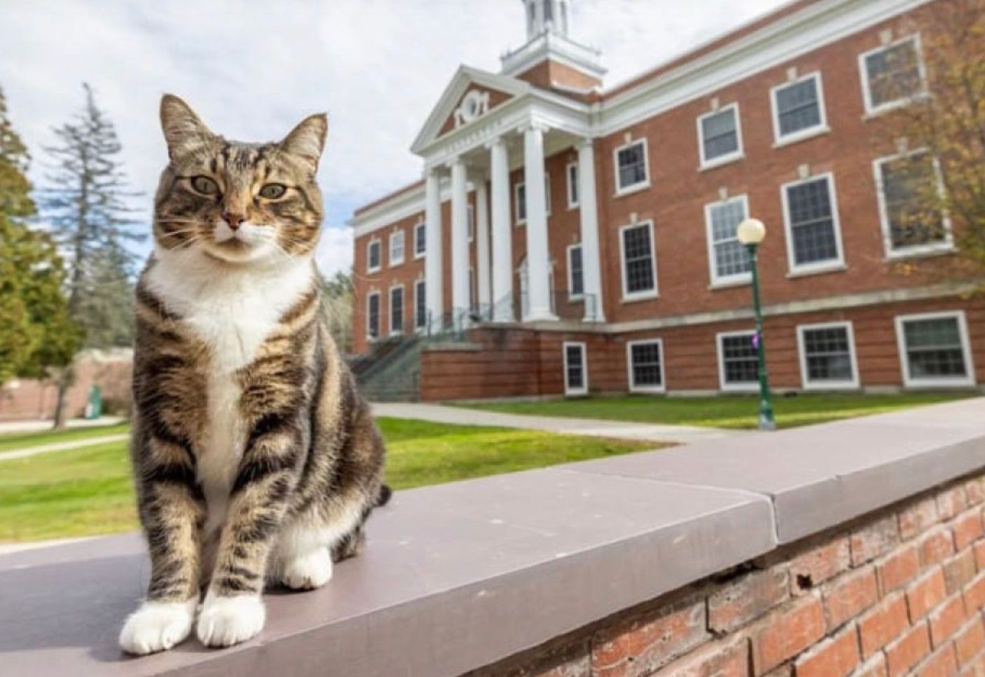 Кіт Макс ходить до університету, як на роботу