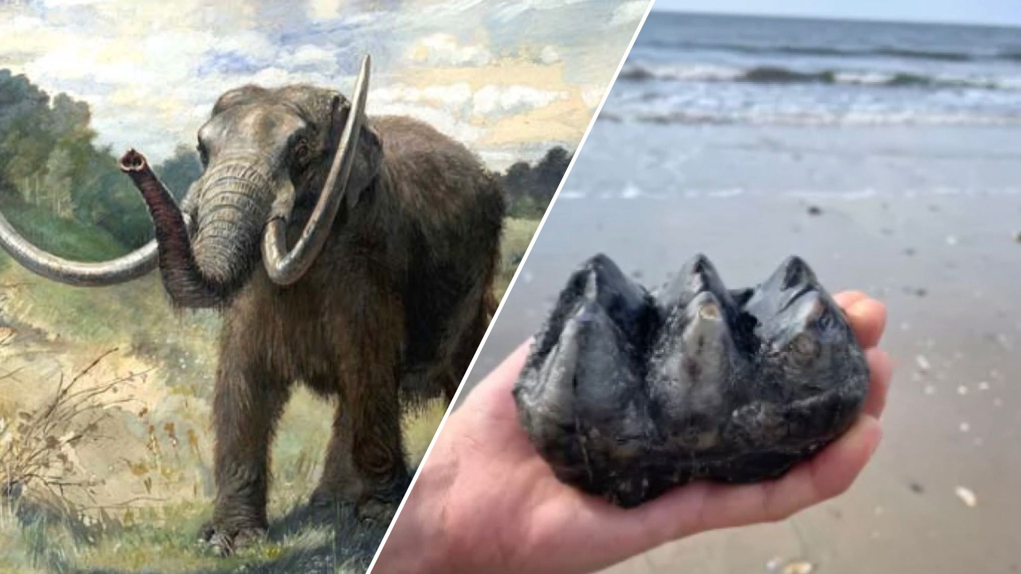 Мужчина нашел зуб мастодонта Мужчина нашел зуб мастодонта
