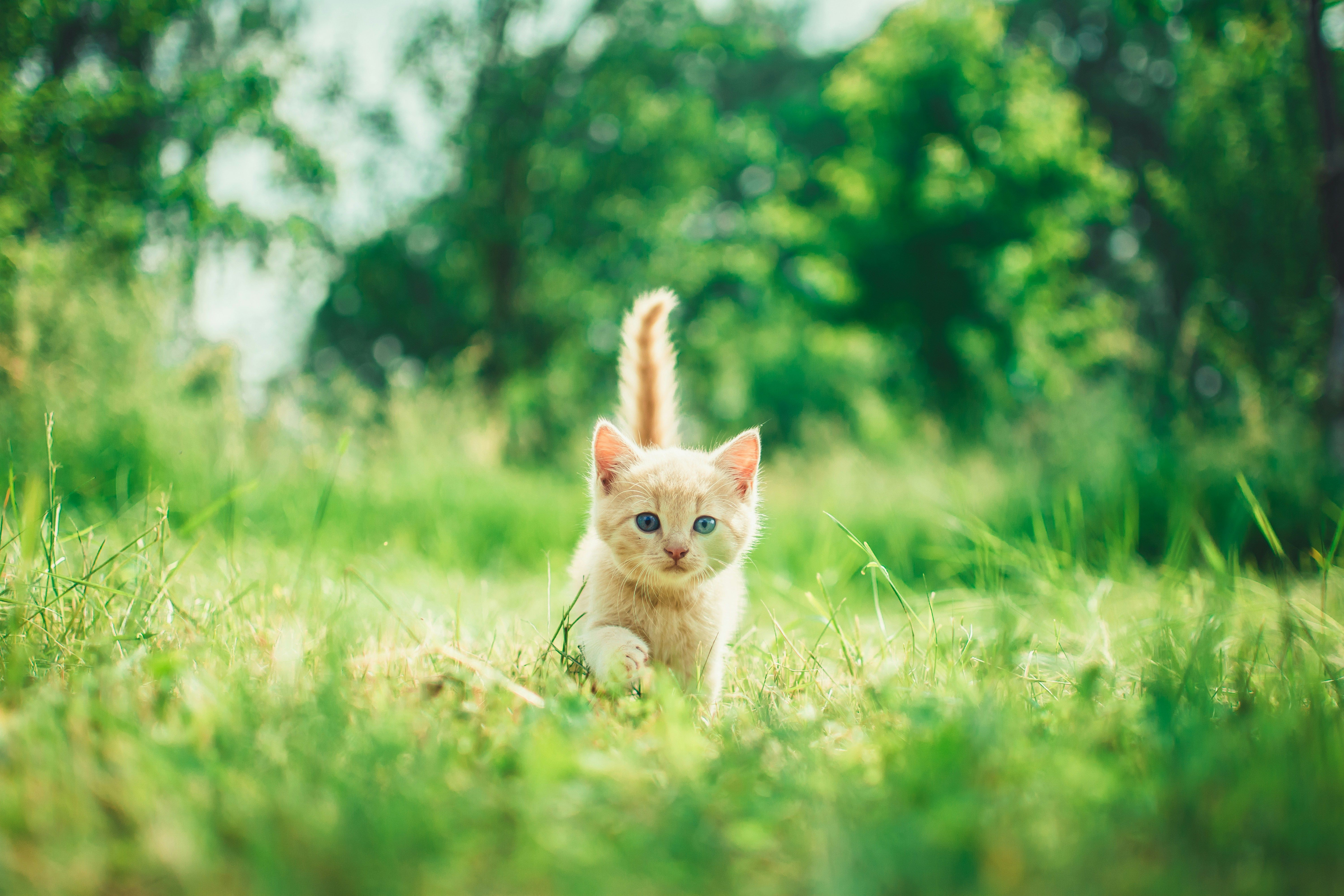 Почему коты едят траву