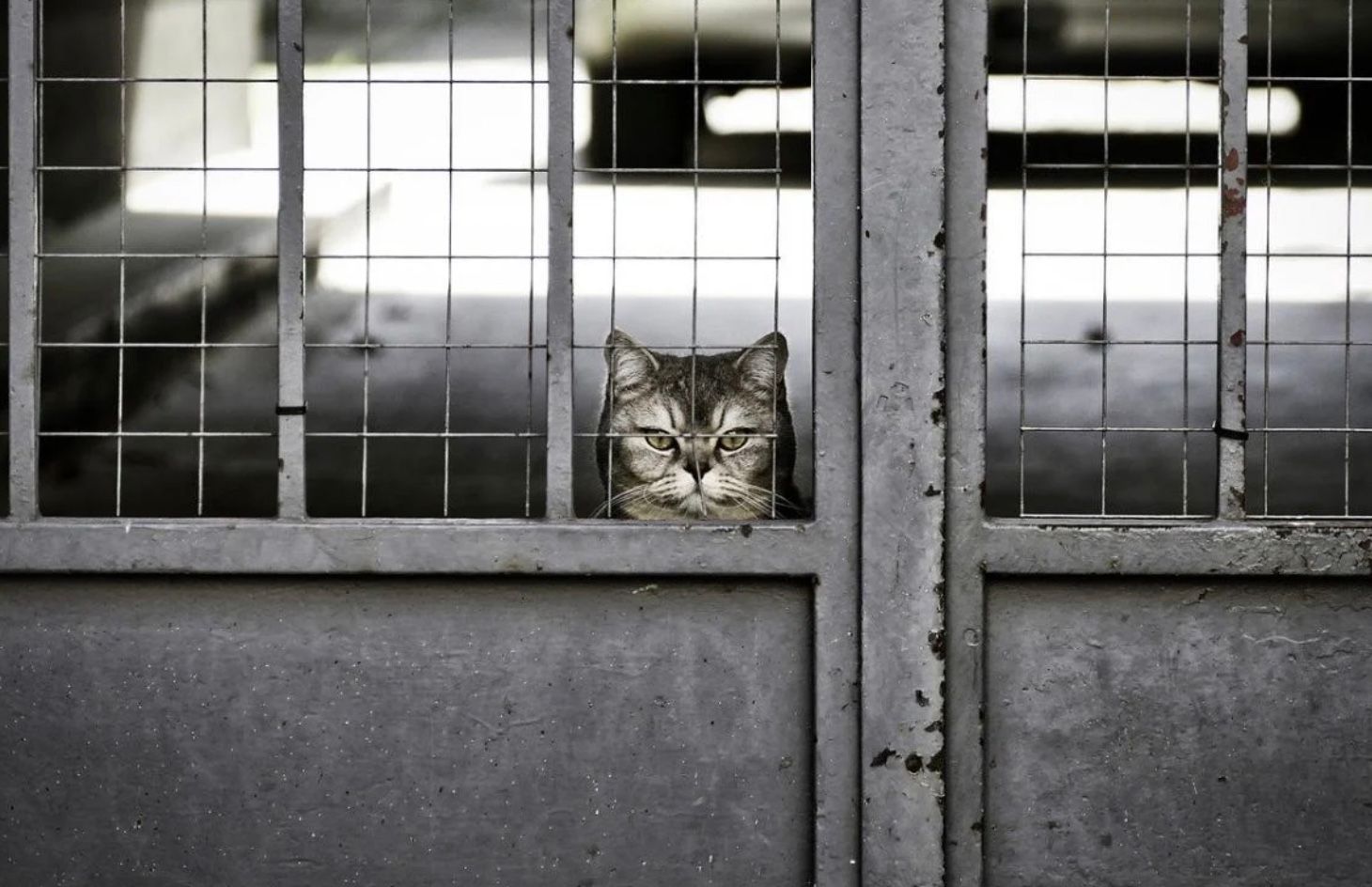У Сінгапурі ув'язнили чоловіка, який утримував 43 котів без води та їжі