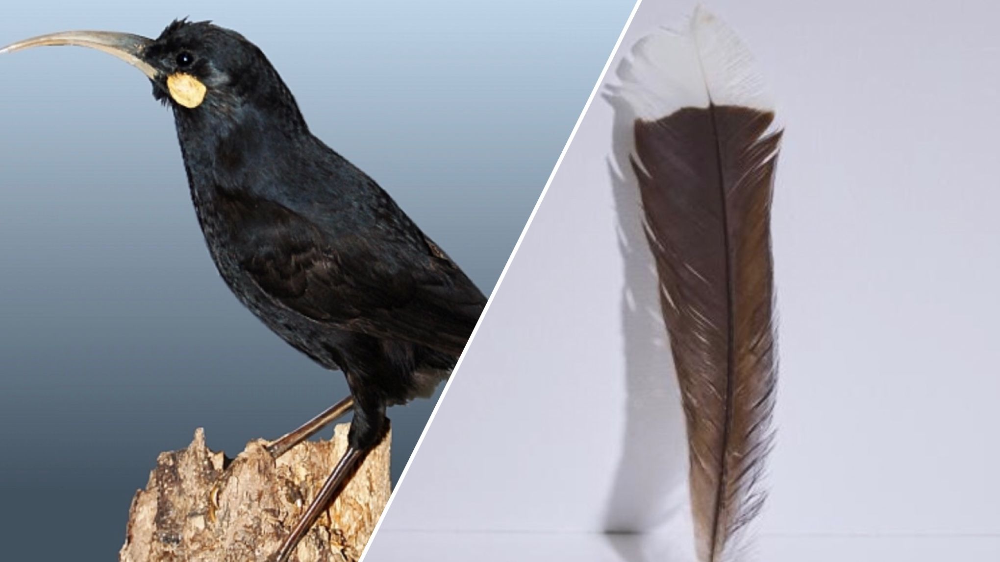 На аукционе продали перо гуя за более 28 тысяч долларов На аукционе продали перо гуя за более 28 тысяч долларов