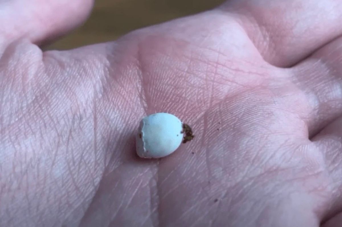 Блогер придбав коробку з яйцями невідомих рептилій Блогер придбав коробку з яйцями невідомих рептилій