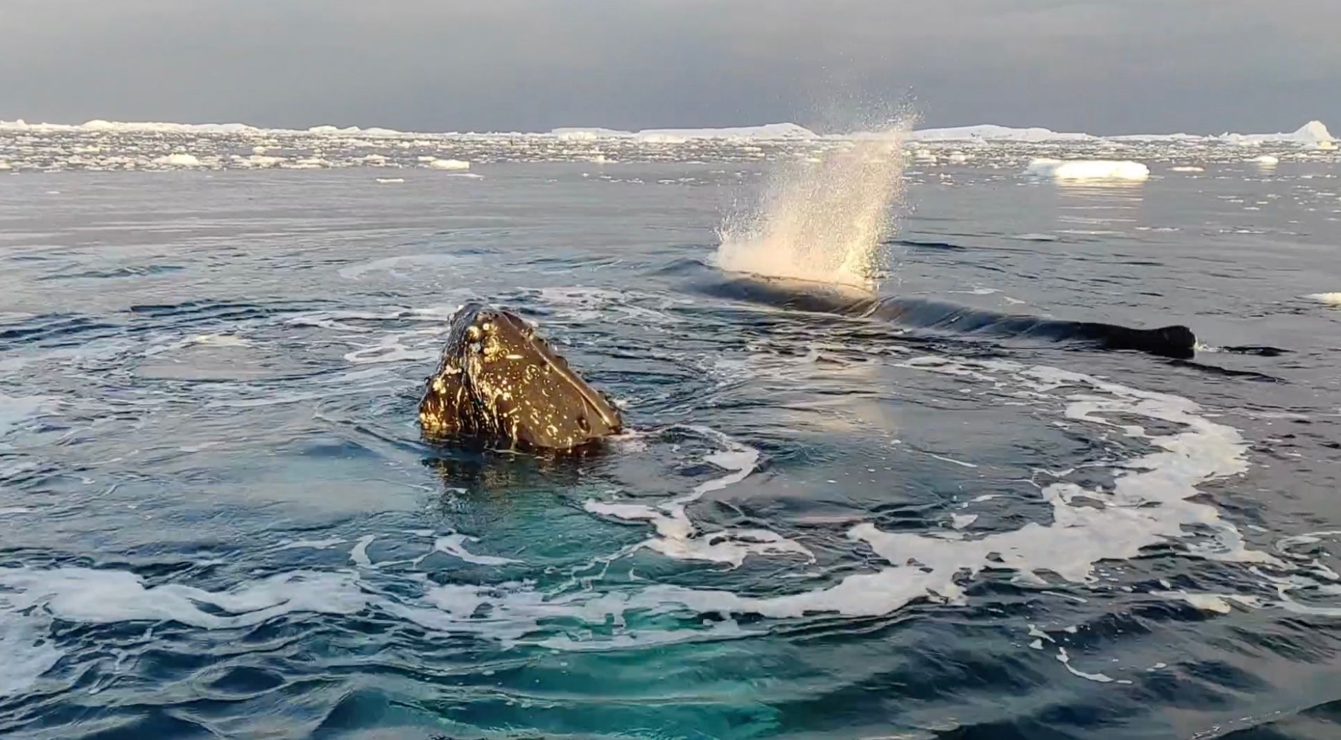 Полярники показали зустріч з групою косаток і горбатих китів