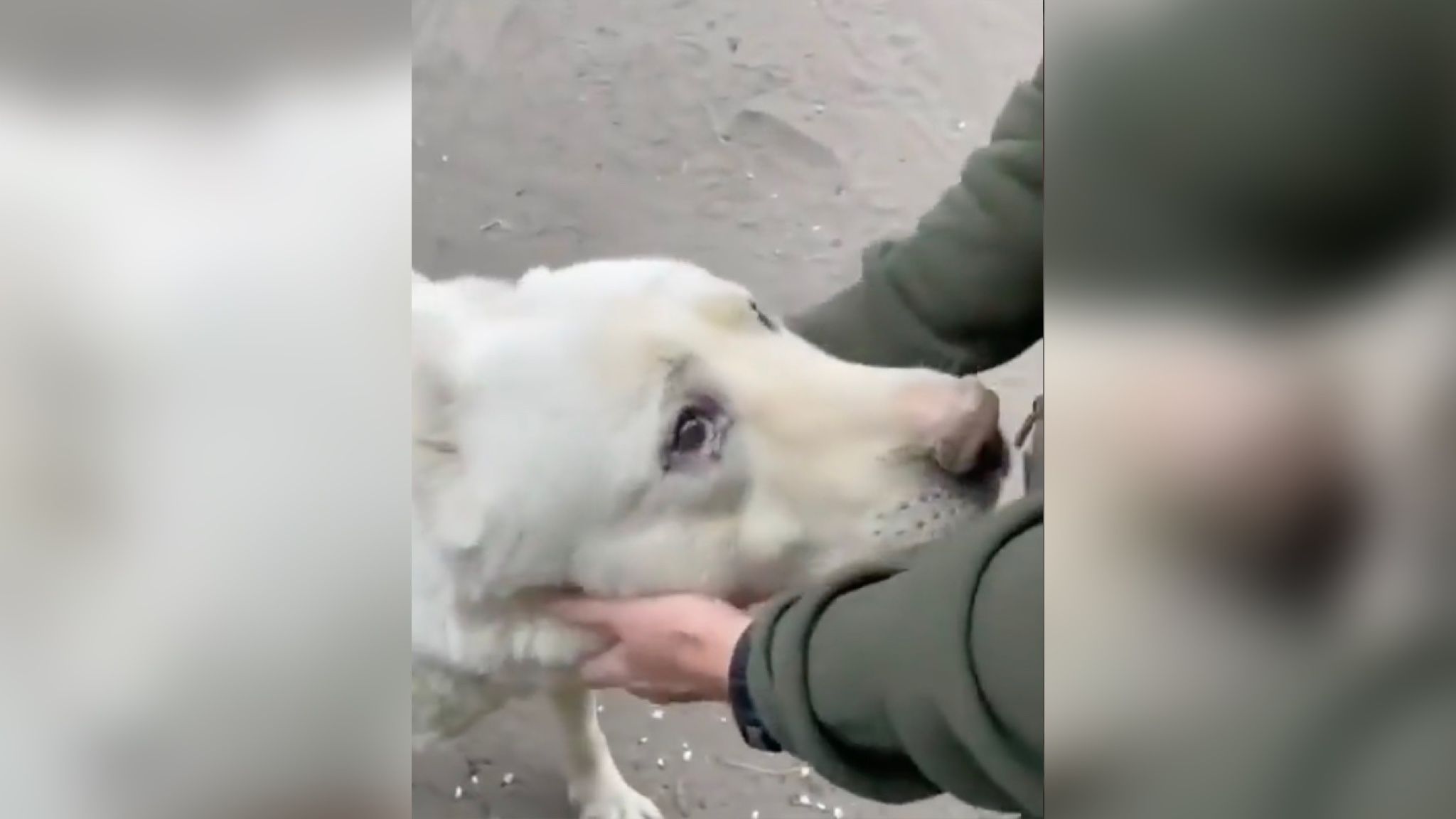 Мережу розчулило відео з алабаєм, врятованим під Вовчанськом Мережу розчулило відео з алабаєм, врятованим під Вовчанськом