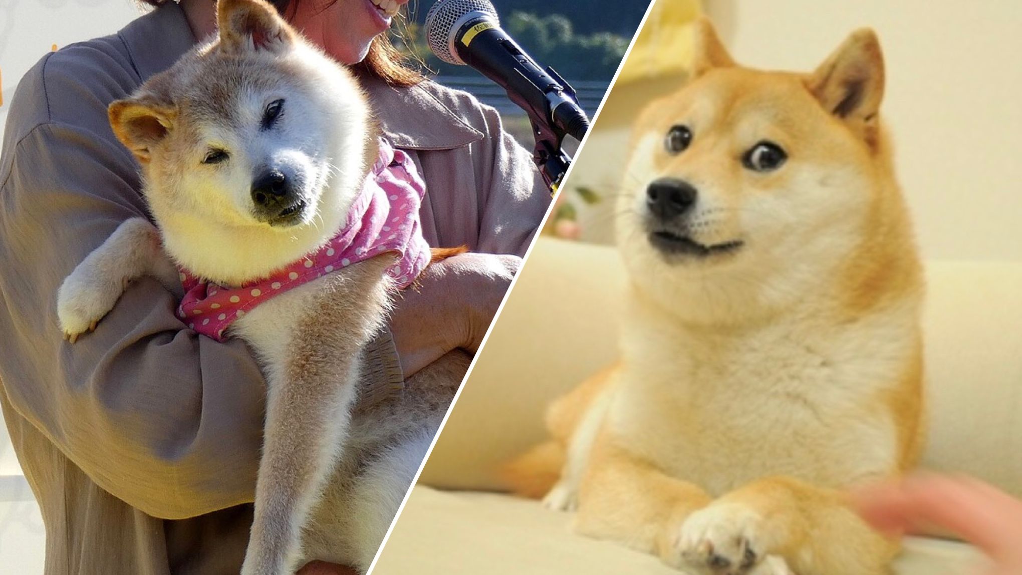 Умерла основательница мема Doge Умерла основательница мема Doge