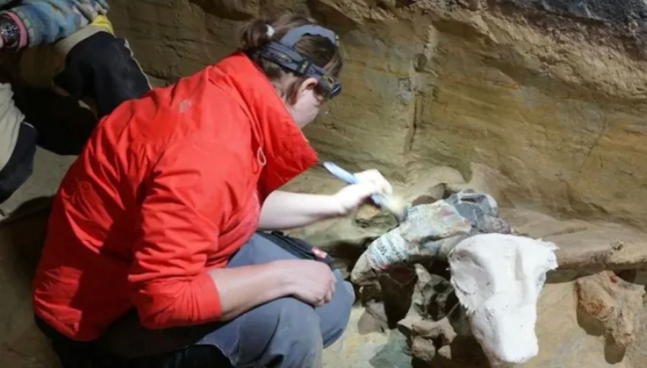 Винодел нашел кости мамонтов Винодел нашел кости мамонтов