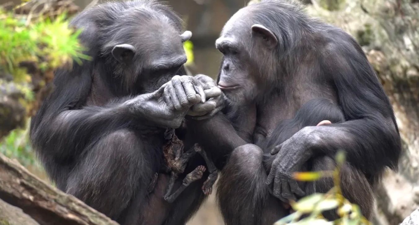 Мать-шимпанзе 3 месяца носит на руках своего мертвого детеныша