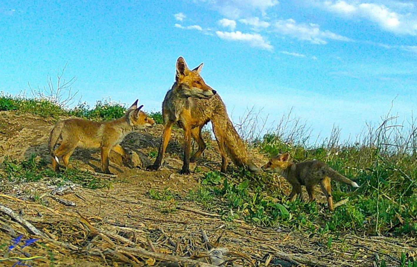 В Одесской области "подружились" дикие животные, которые всегда конкурировали