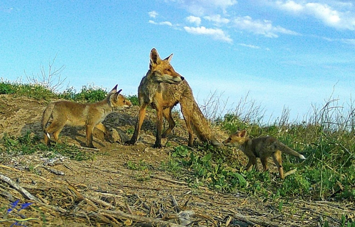 В Одесской области "подружились" дикие животные, которые всегда конкурировали В Одесской области "подружились" дикие животные, которые всегда конкурировали