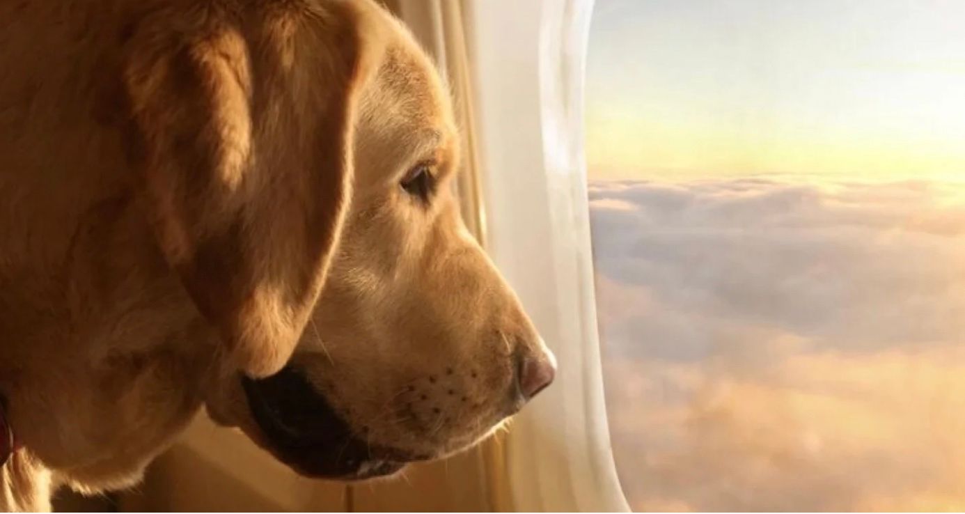 В США запустили авіарейс для собак