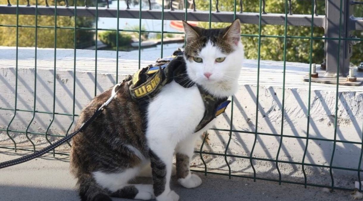 Звездный кот Шайба во Львове Звездный кот Шайба во Львове