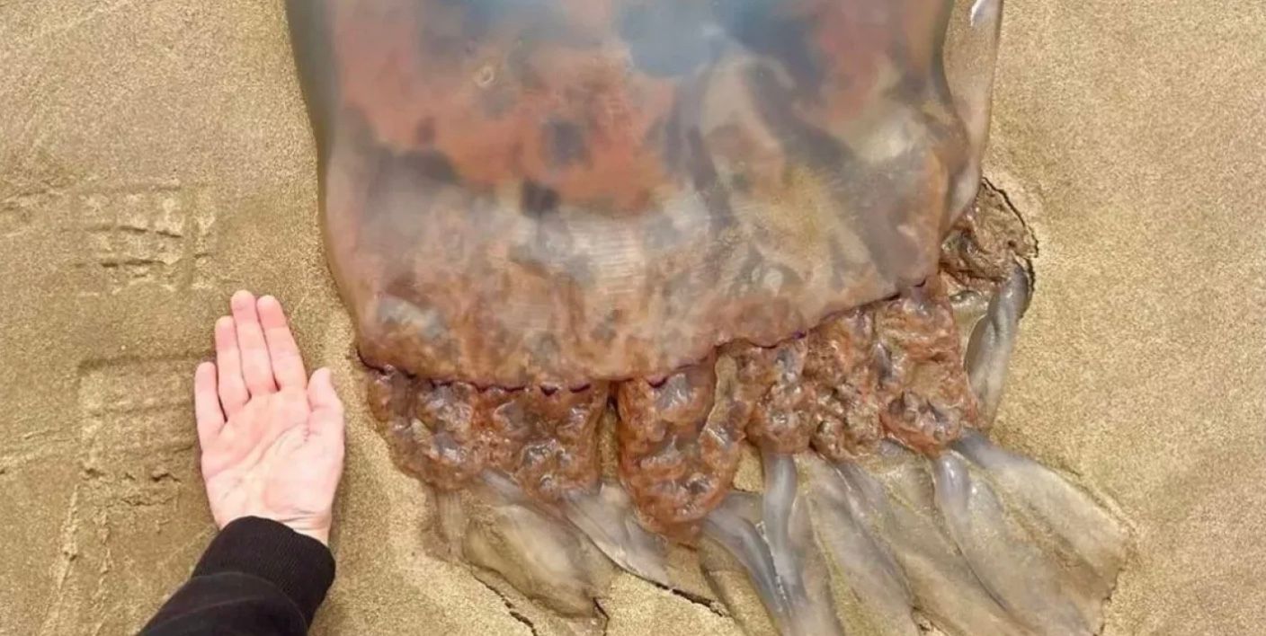 Жінці довелося покласти руку поруч із медузою для масштабу Жінці довелося покласти руку поруч із медузою для масштабу