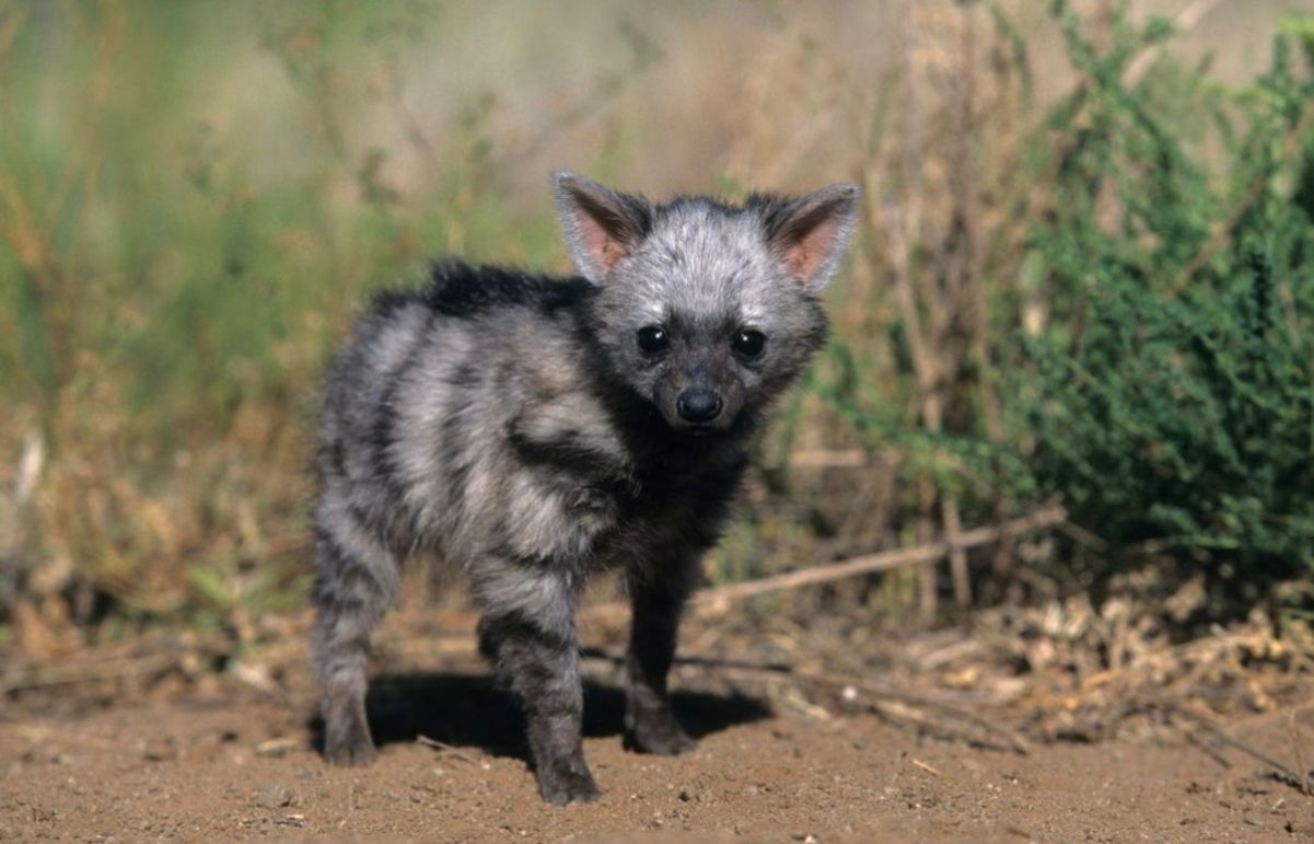 Земляные гиены питаются только термитами и муравьями Земляные гиены питаются только термитами и муравьями