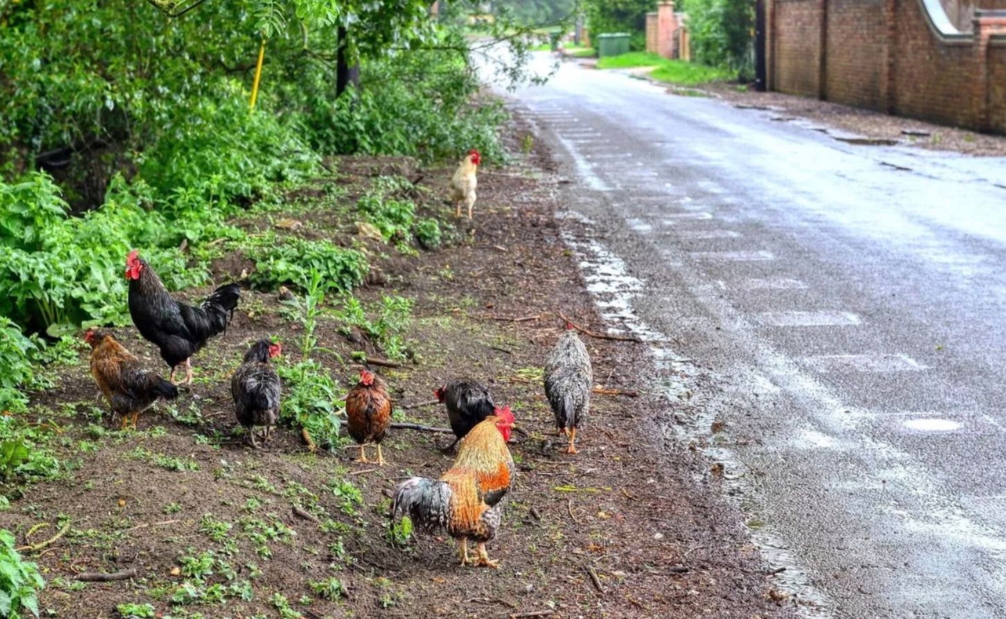 Дикие куры превратили жизнь жителей британской деревни в "ад" Дикие куры превратили жизнь жителей британской деревни в "ад"