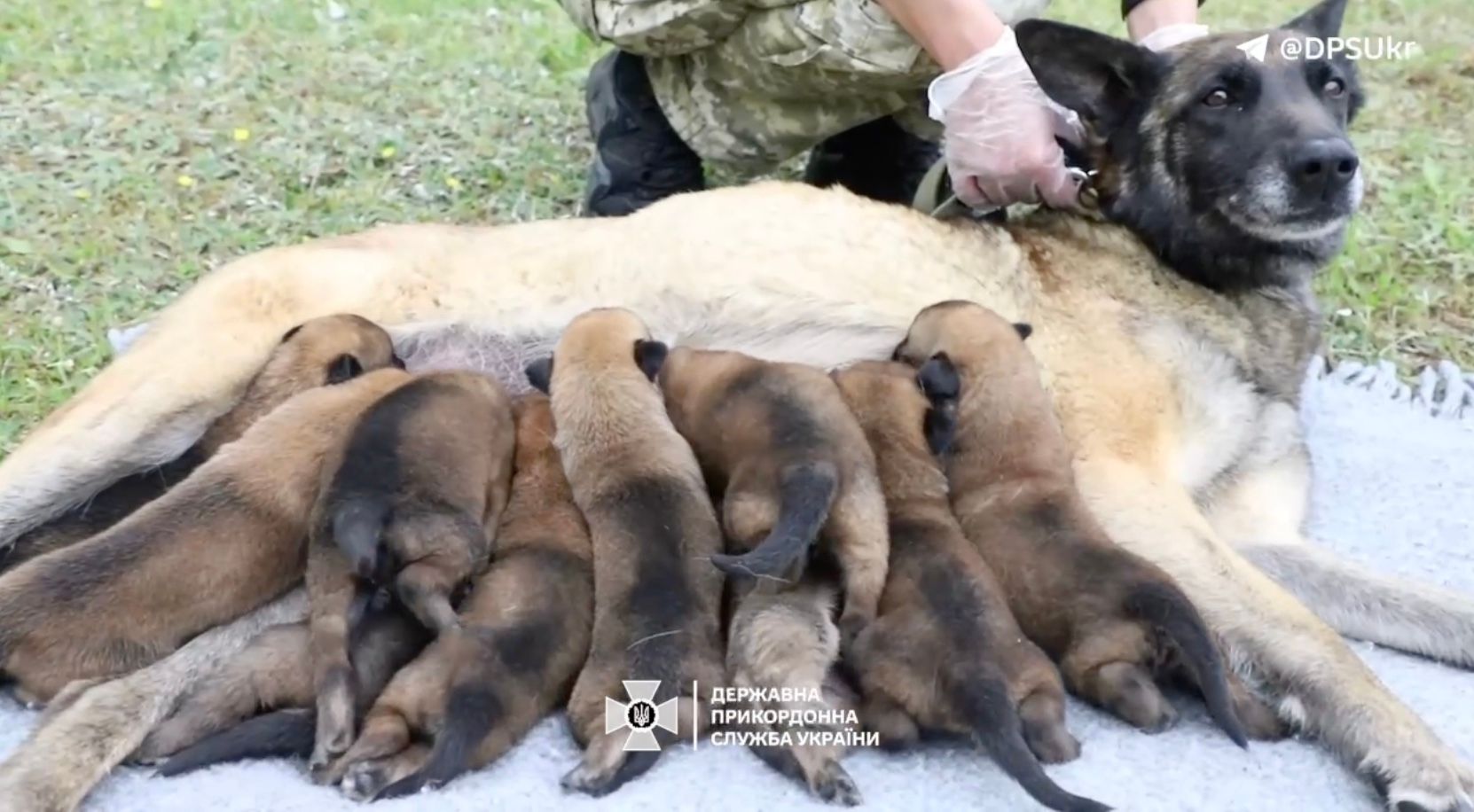 У прикордонників пухнасте поповнення У прикордонників пухнасте поповнення