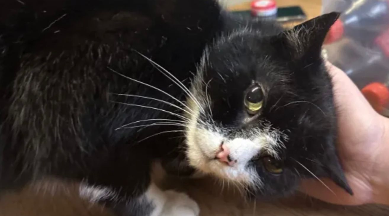 Кіт Лео знайшовся через 9 років після зникнення