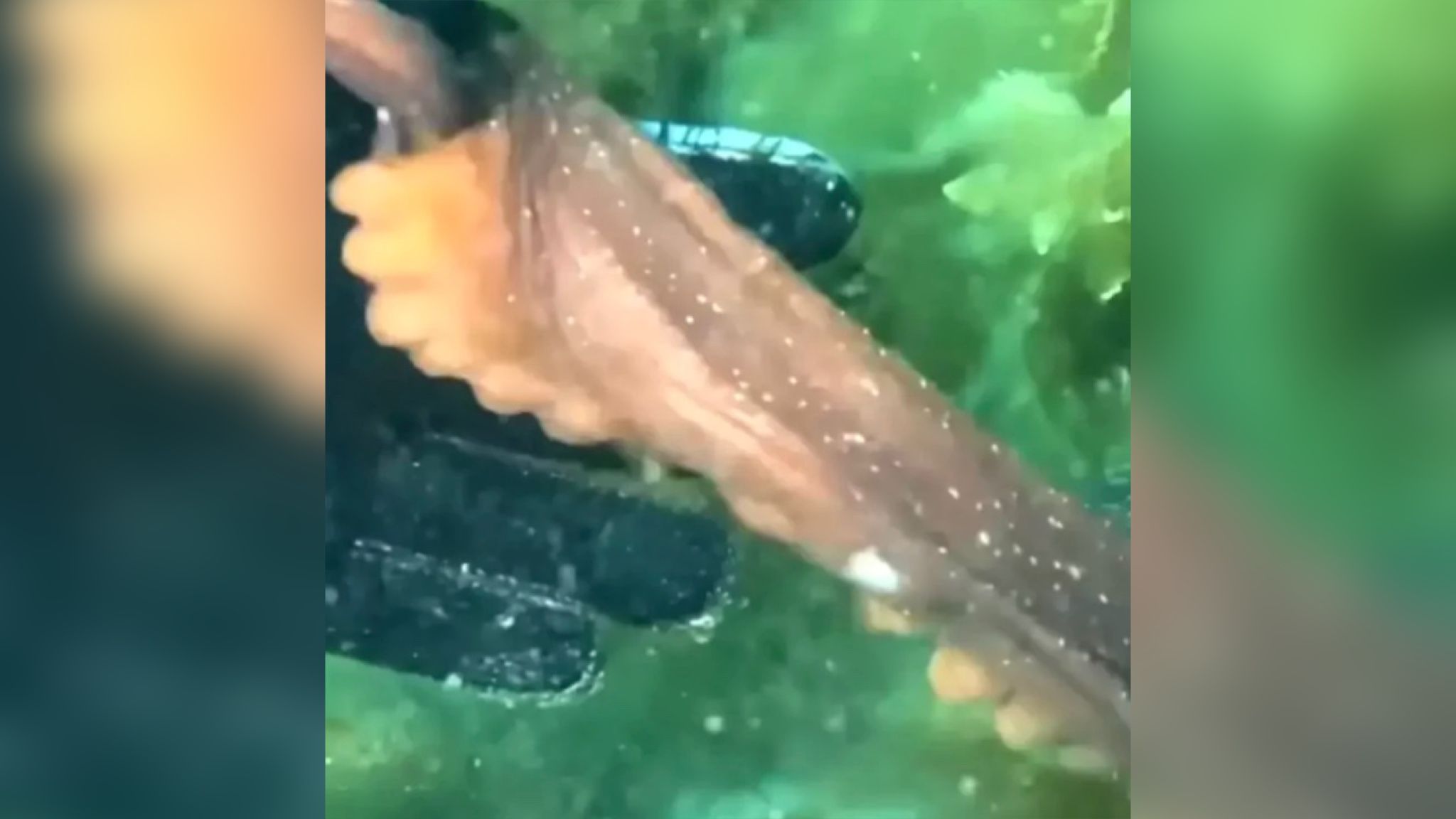 Осьминог обвил руку дайверши и привел ее к "сокровищу" Осьминог обвил руку дайверши и привел ее к "сокровищу"