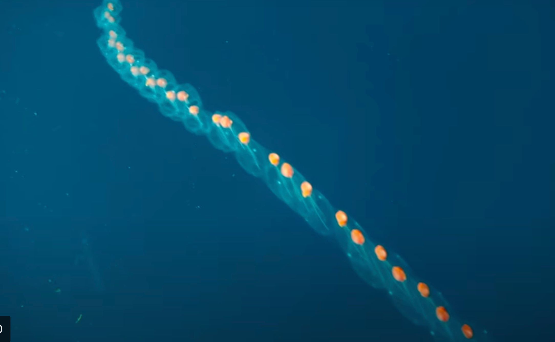 100-річна гонитва за найбільшим на Землі безхребетним – завершена 100-річна гонитва за найбільшим на Землі безхребетним – завершена