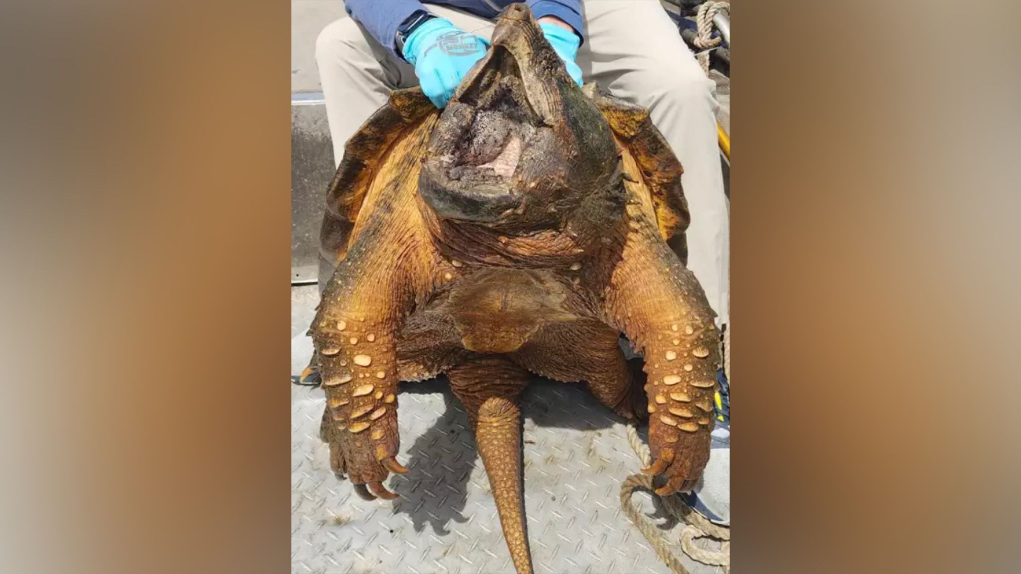 Мужчина достал из озера доисторическое существо весом 91 килограмм Мужчина достал из озера доисторическое существо весом 91 килограмм