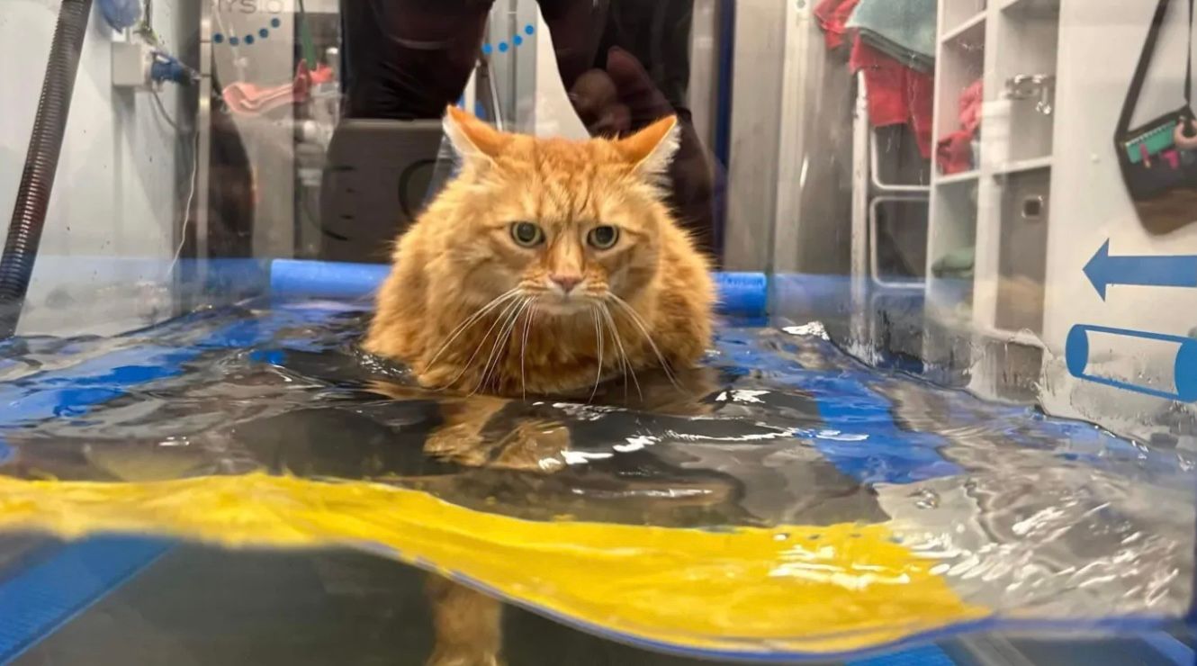 9-річний кіт на прізвисько Мойсей важив майже 9,7 кілограма 9-річний кіт на прізвисько Мойсей важив майже 9,7 кілограма