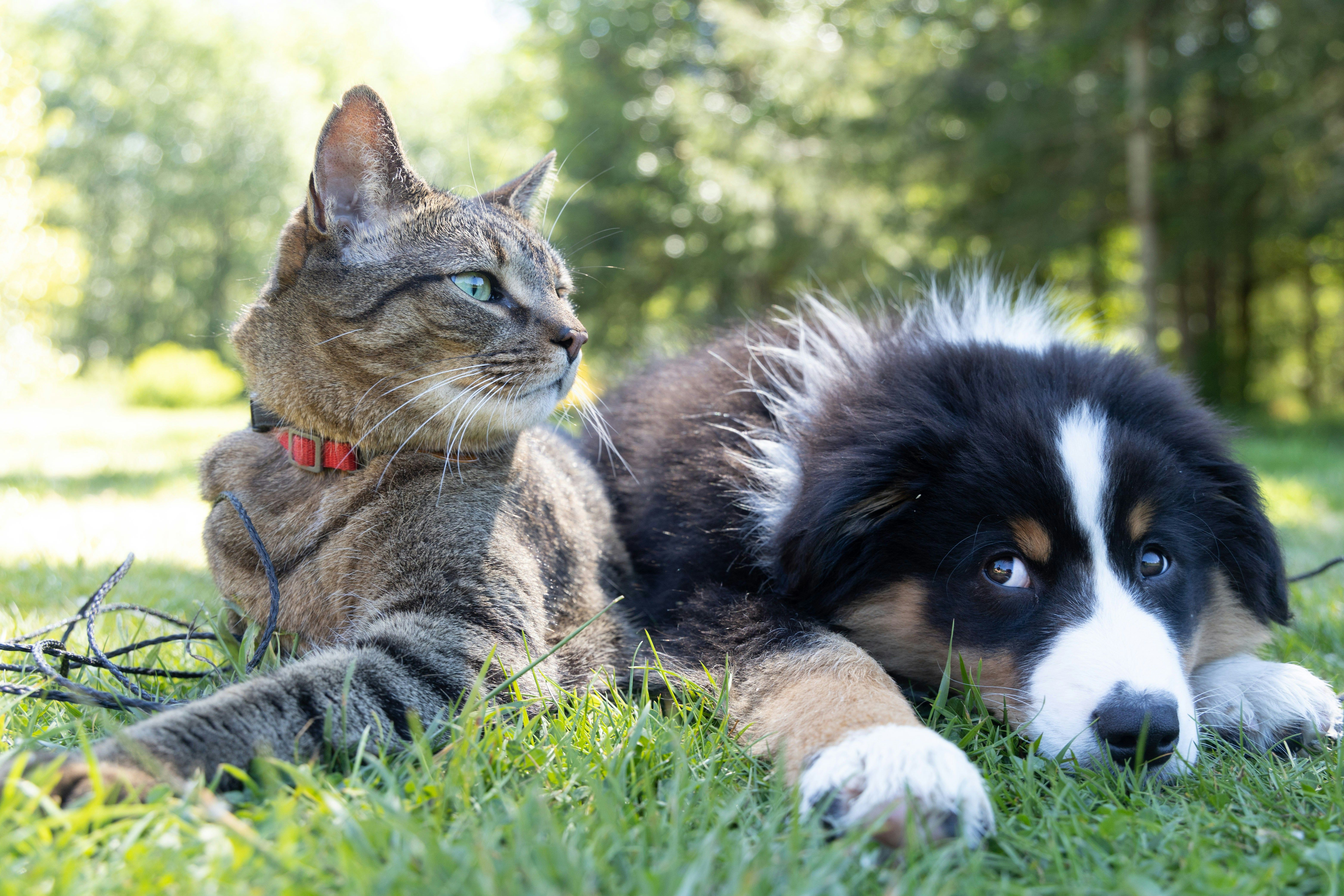 Чи може у котів бути алергія на собак