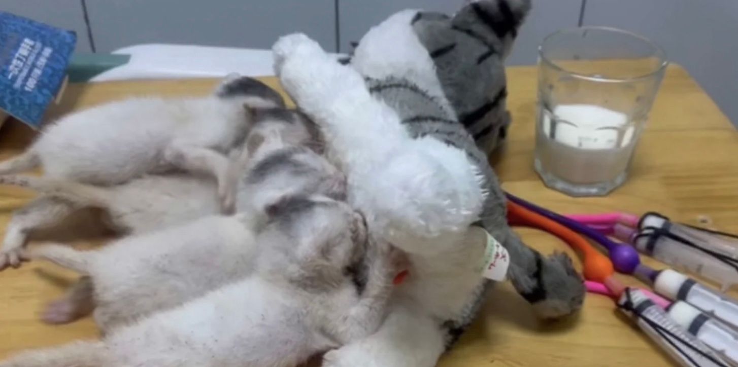 Китаец смастерил для котят "искусственную мать" Китаец смастерил для котят "искусственную мать"