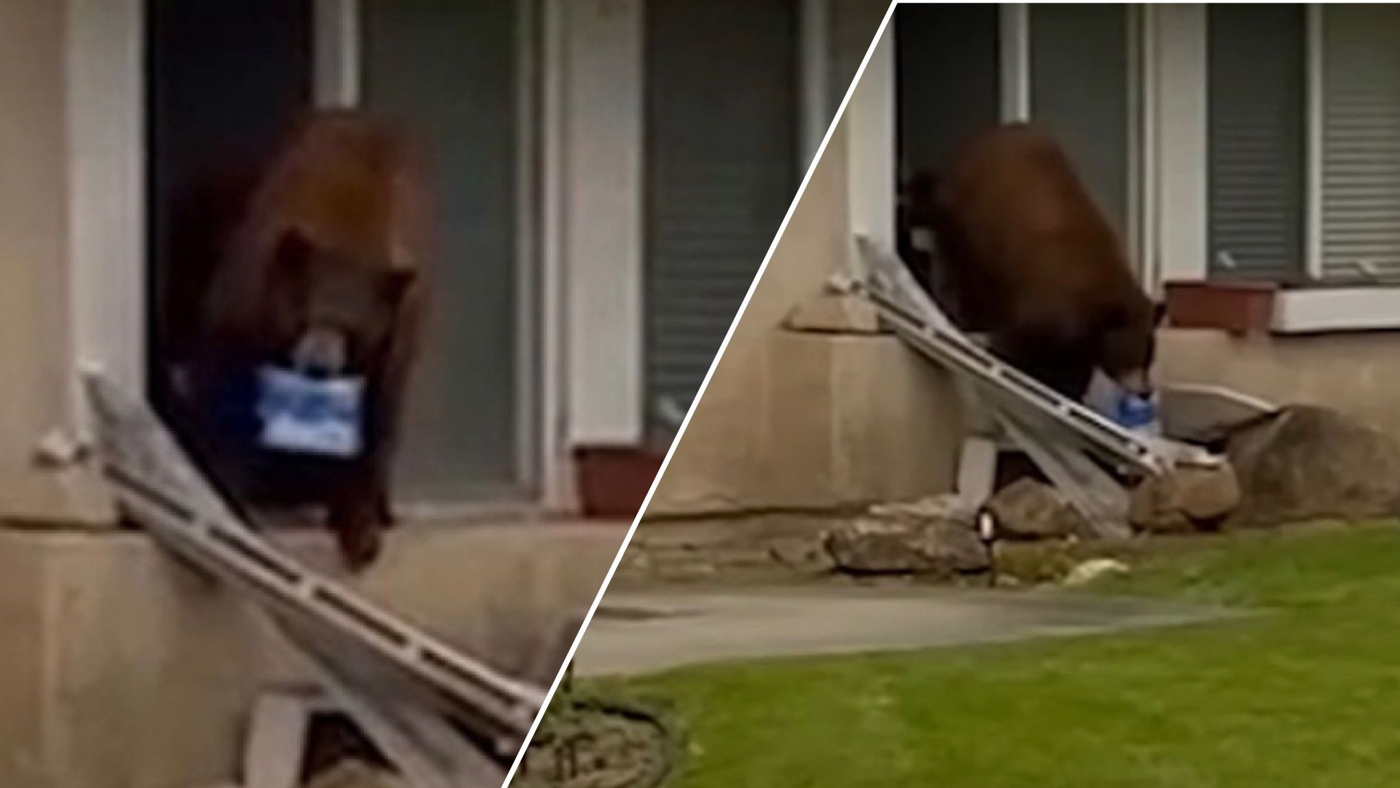 В США медведь пробирается в дома людей, чтобы забрать лакомства В США медведь пробирается в дома людей, чтобы забрать лакомства