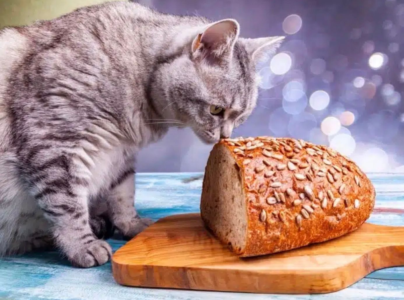 Чи можна кішкам хліб