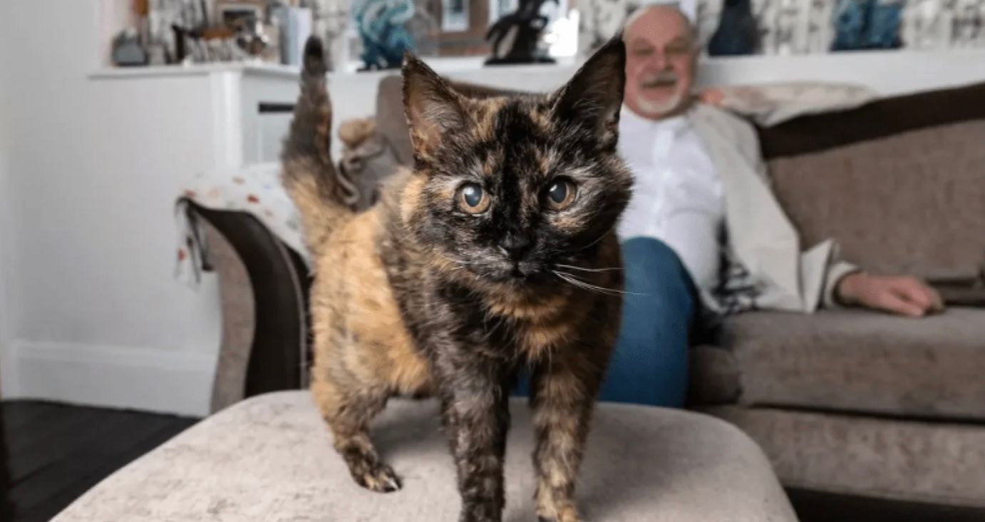 Кішка Міллі претендує на статус найстарішої у світі