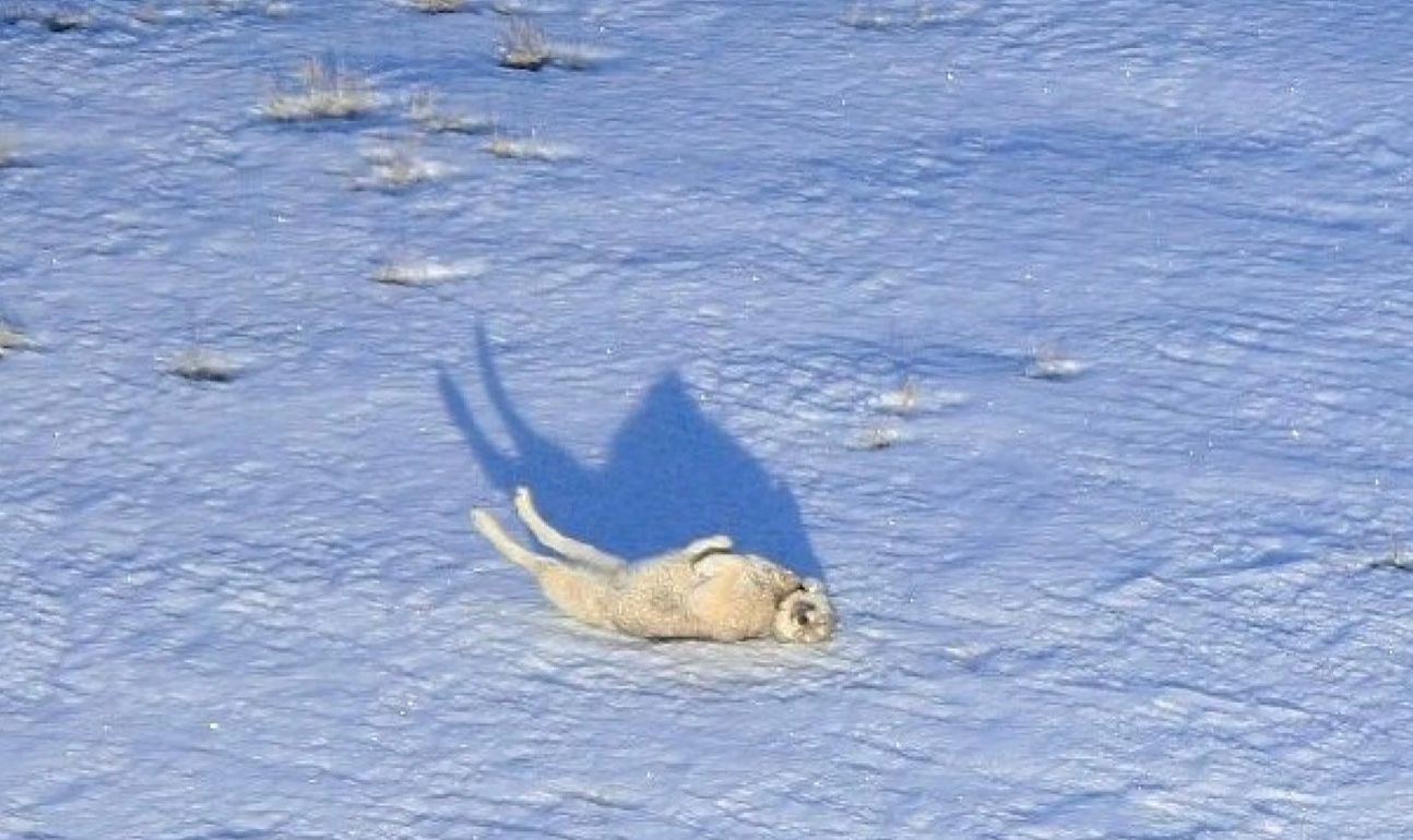 Одноока вовчиця-довгожителька народила рекордну кількість дитинчат Одноока вовчиця-довгожителька народила рекордну кількість дитинчат