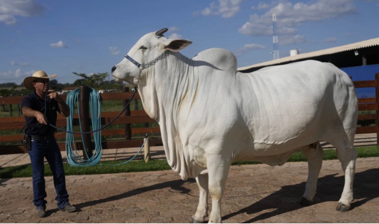 Суперкорова Viatina-19 FIV Mara Imóveis Суперкорова Viatina-19 FIV Mara Imóveis