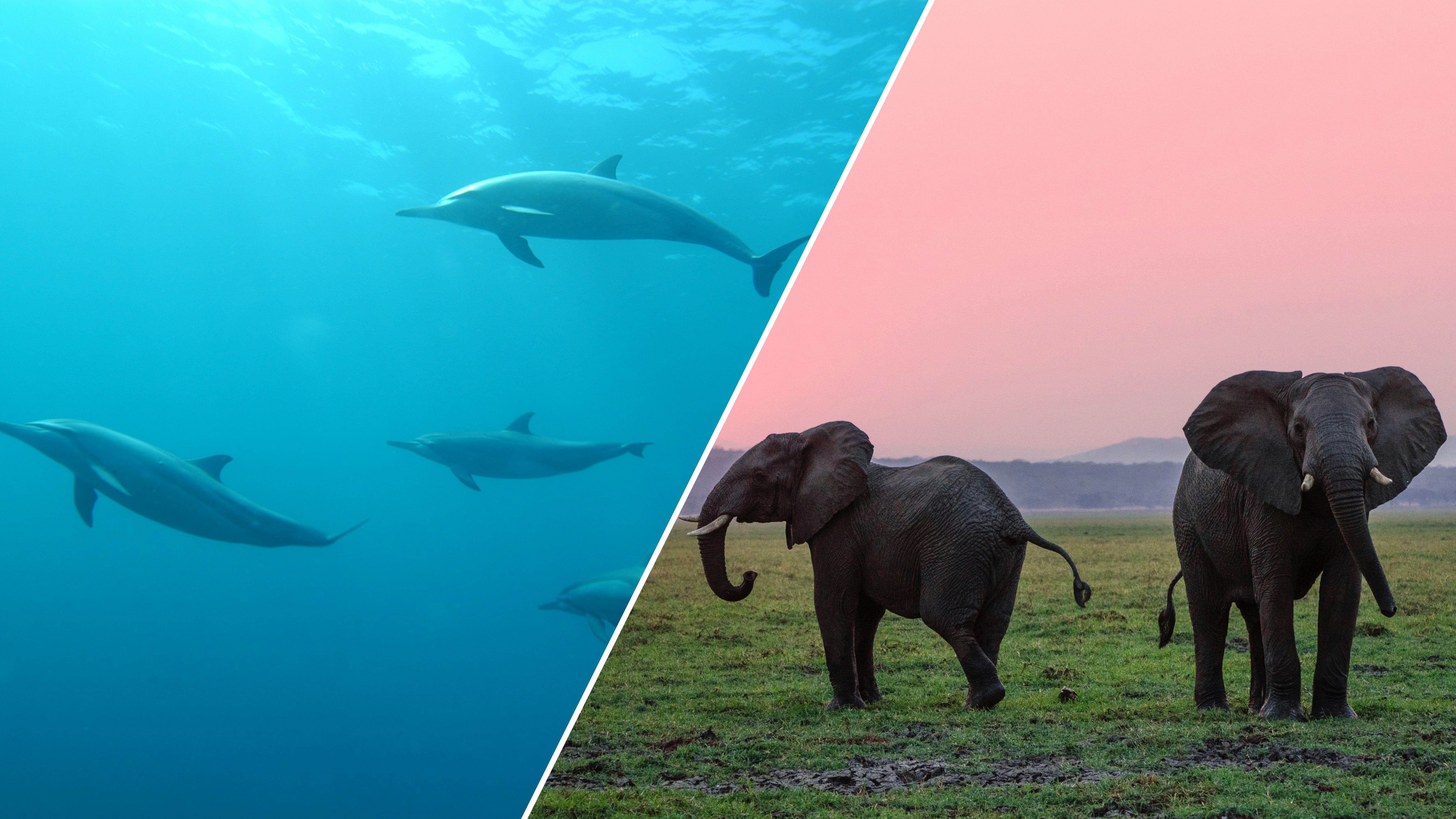 5 самых умных животных на планете  5 самых умных животных на планете