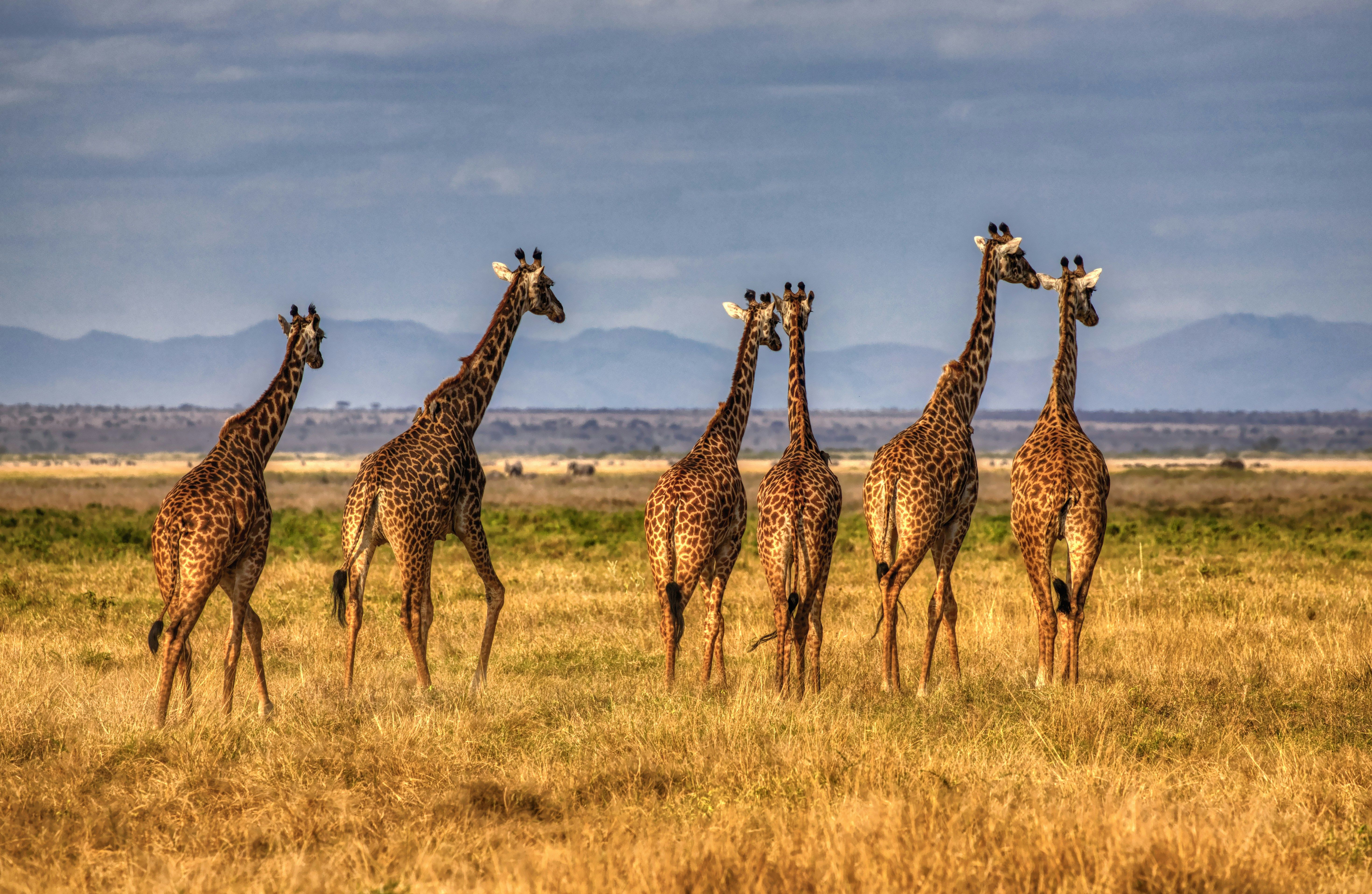 Чому в жирафів довгі шиї
