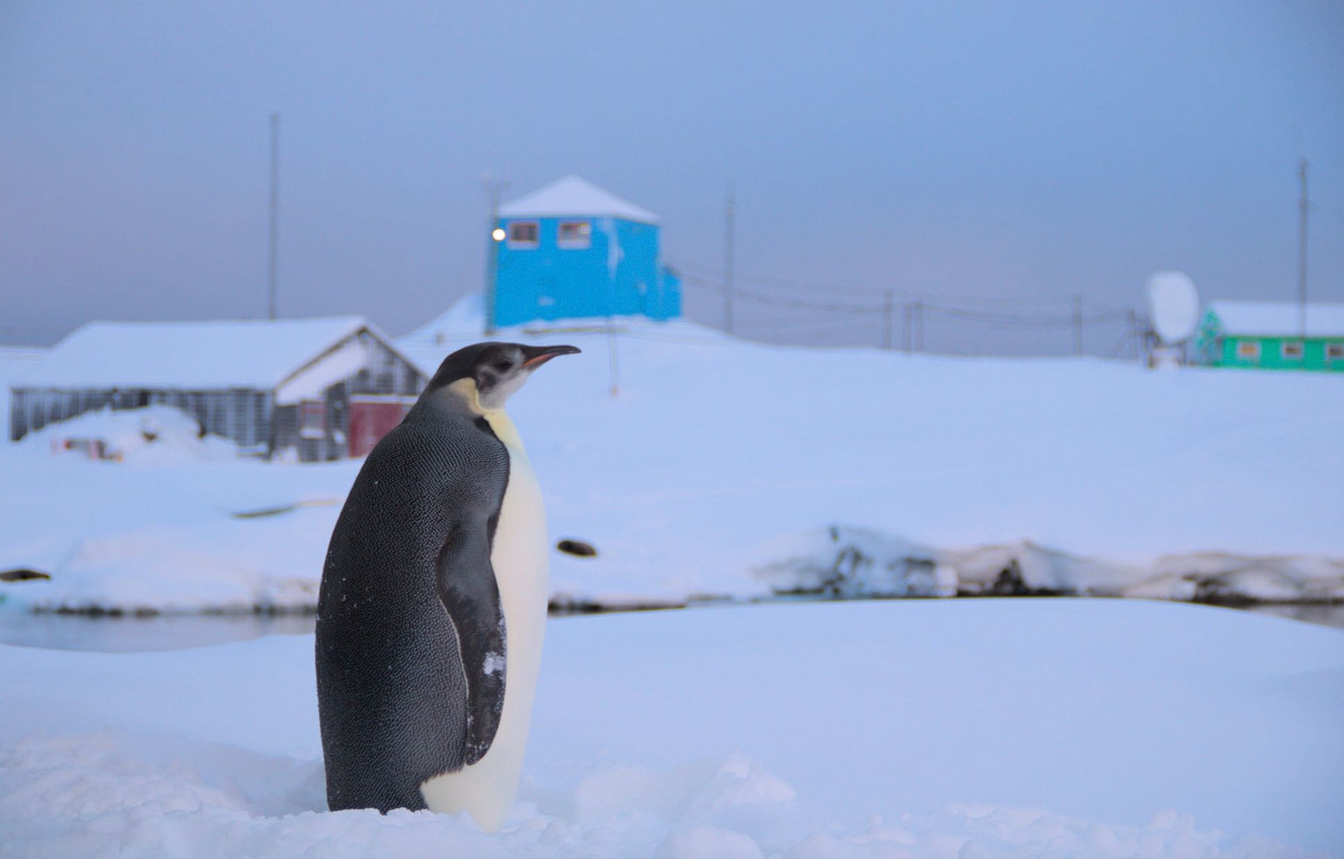 Українські полярники помітили імператорського пінгвіна