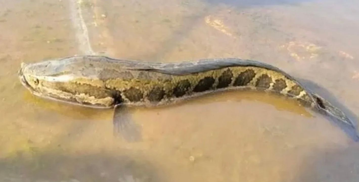 Северный змееголов с головой рептилии и телом рыбы