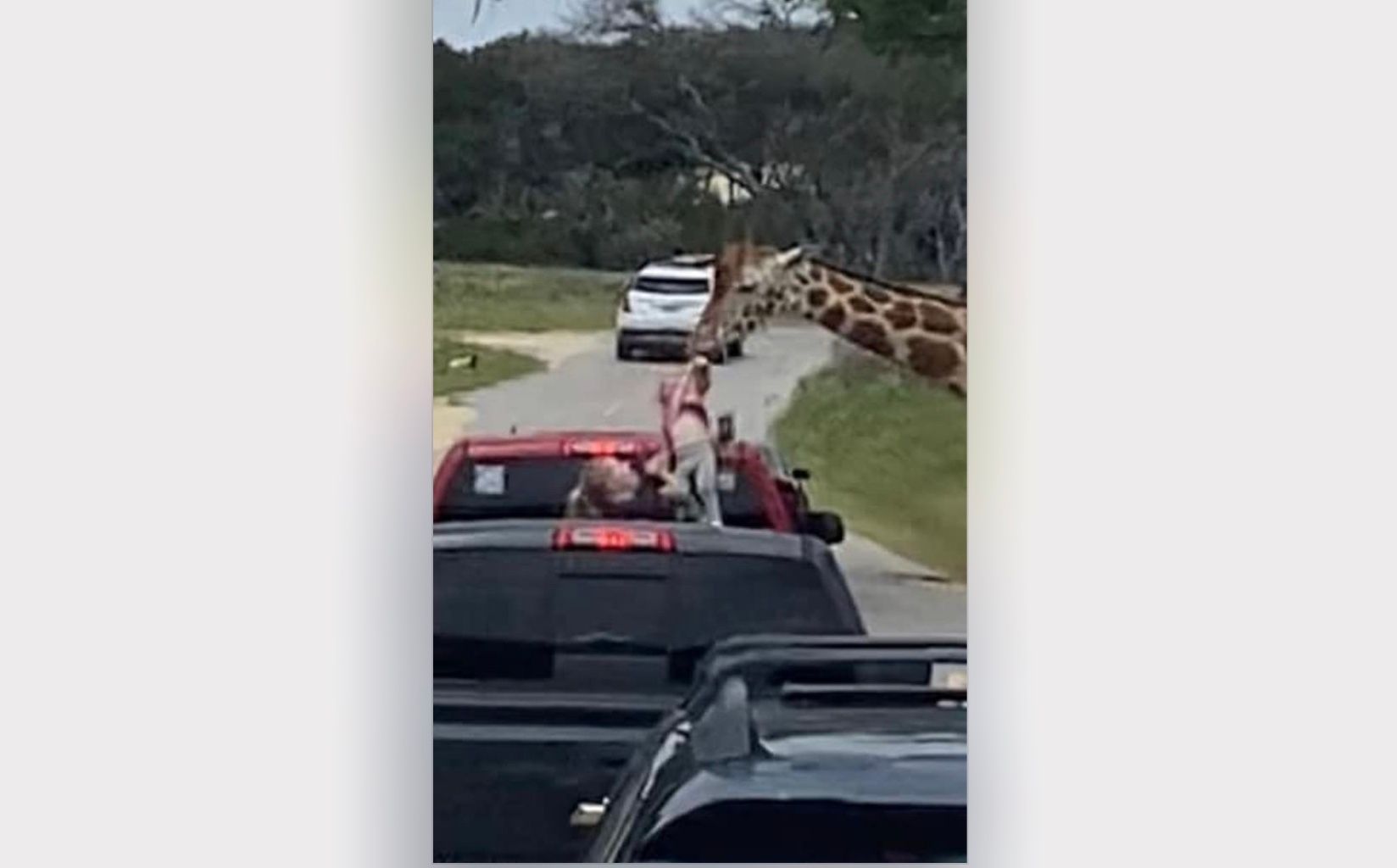 Голодна жирафа на сафарі "вкрала" дівчинку з рук матері Голодна жирафа на сафарі "вкрала" дівчинку з рук матері