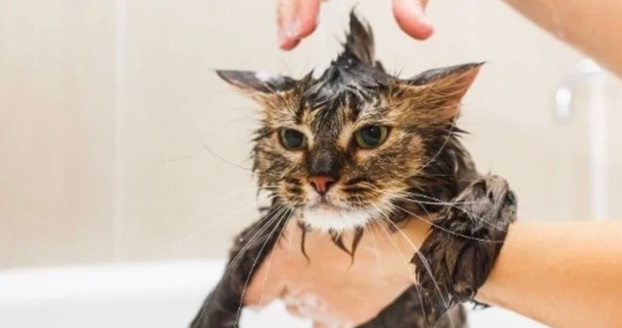 Як мити кота і чи дійсно це треба робити