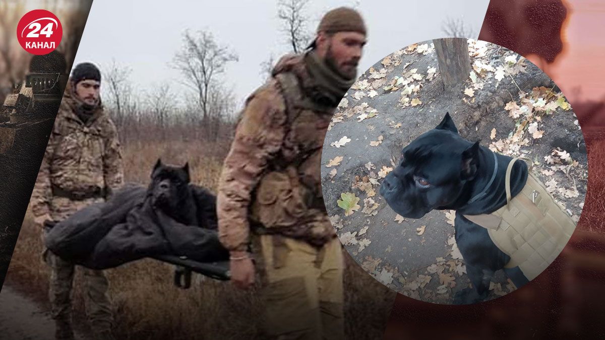 Помер пес Вася, який відгриз собі лапу біля ворожих окопів Помер пес Вася, який відгриз собі лапу біля ворожих окопів