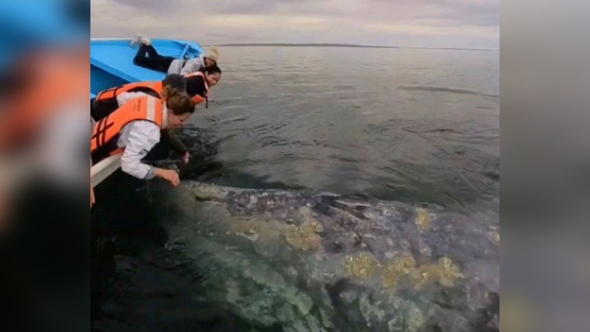 Човен туристів несподівано зустрівся з сірим китом Човен туристів несподівано зустрівся з сірим китом