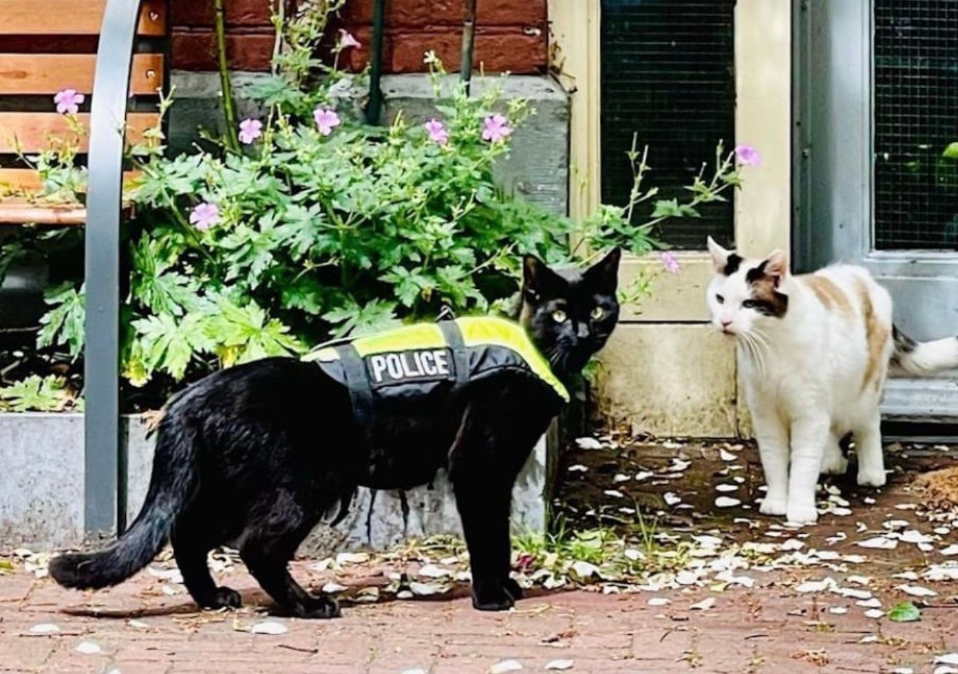 В Амстердаме появился кот-полицейский