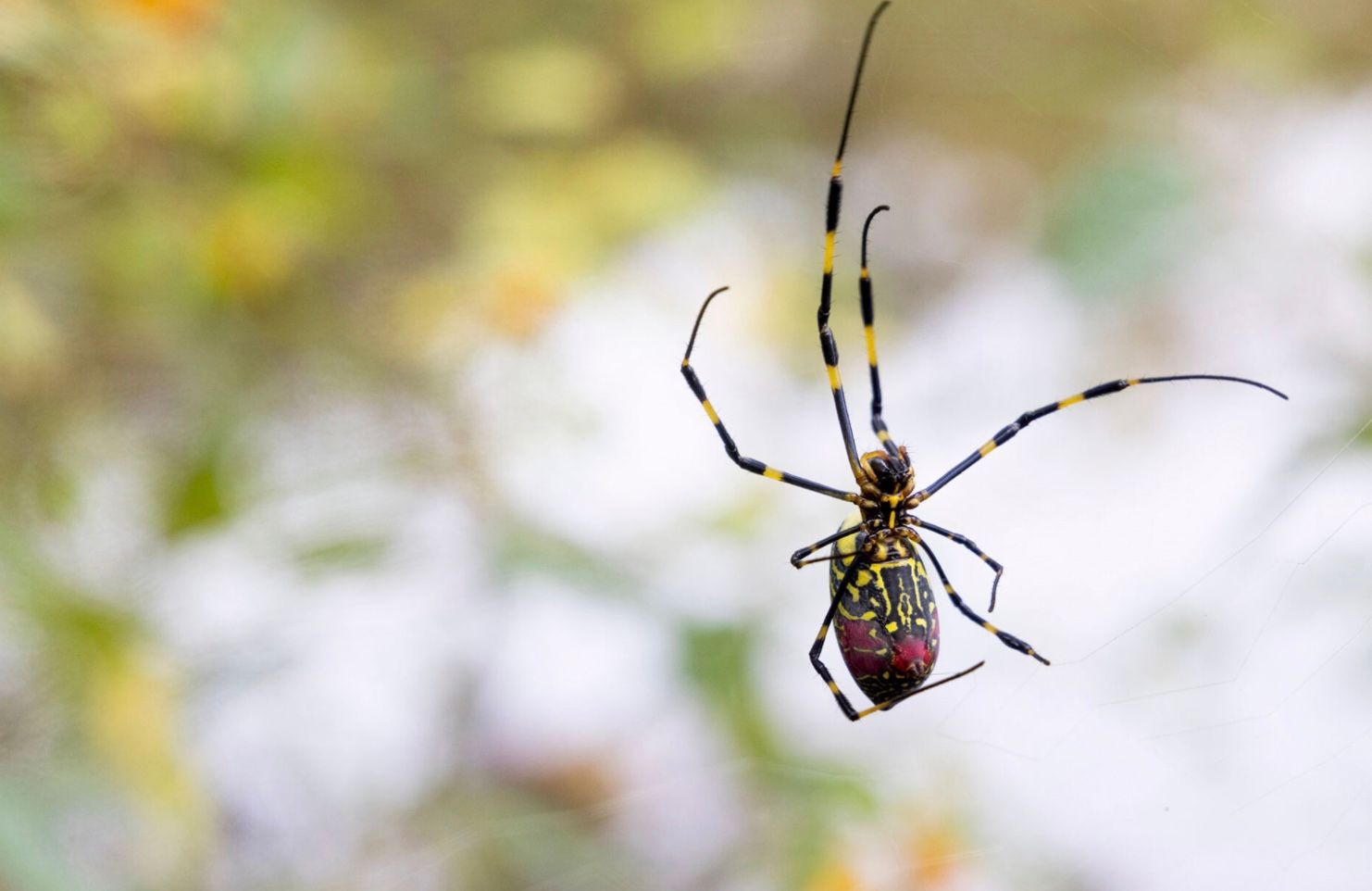Величезні "павуки-скромники" стрімко поширюються планетою