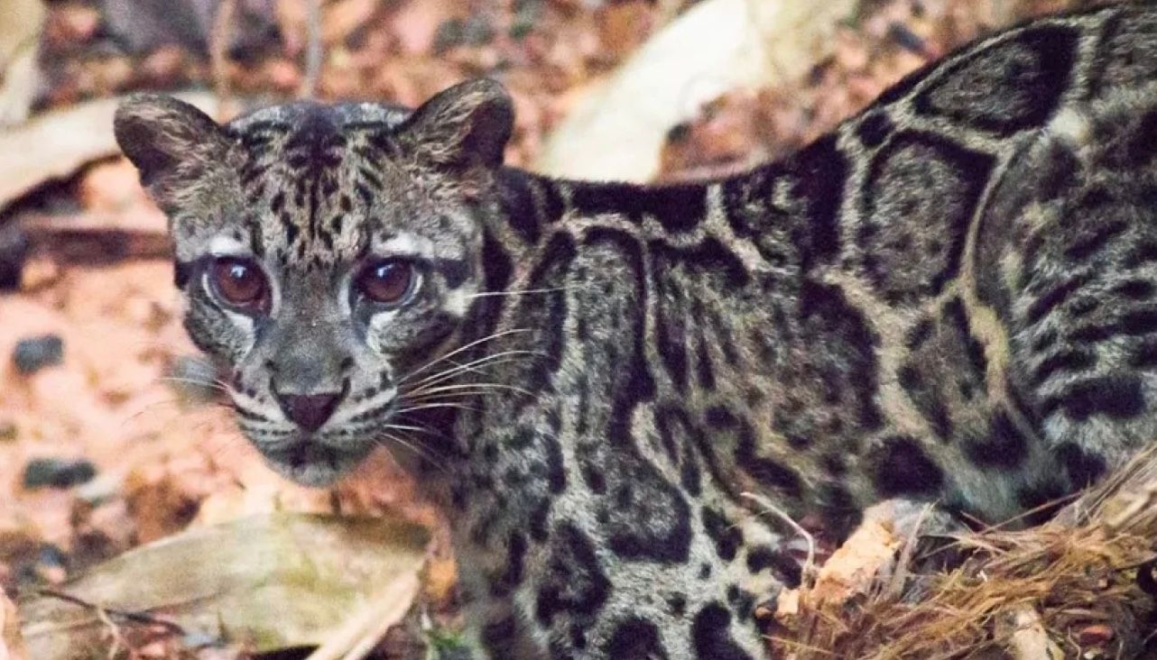 Борнейські димчасті леопарди перебувають на межі зникнення