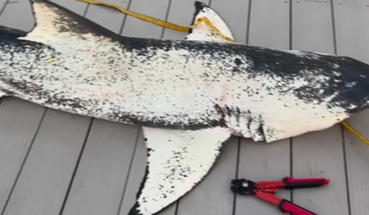 Чоловік спіймав надзвичайно красиву акулу Чоловік спіймав надзвичайно красиву акулу