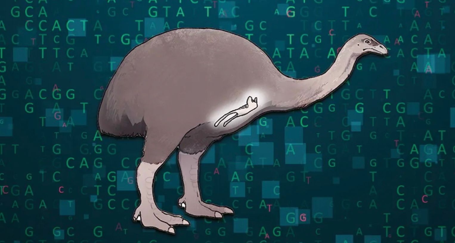 Ученые "воскрешают" эму размером с индейку Ученые "воскрешают" эму размером с индейку